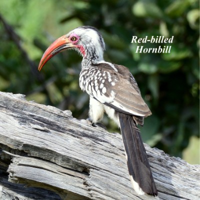 Red-billed Hornbill